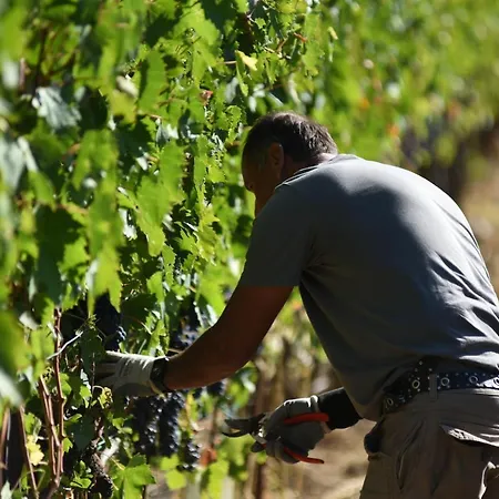 مزرعة للإقامة Il Palazzo - Agriturismo, Winery أريتسو